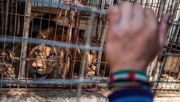 Животные будут эвакуированы из зоопарка Газы